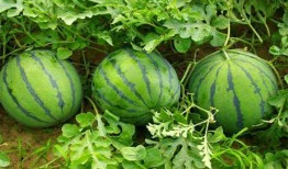 软瓜怎么吃,解锁夏日清新美味