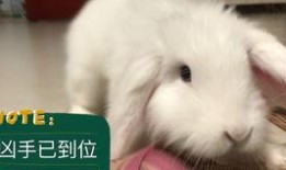 兔子吃福寿瓜吗,探寻兔子饮食习惯之谜