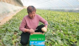 弥河银瓜适合什么人吃,营养美味，适合全家老少共享的佳品