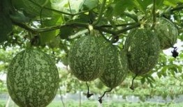 吊瓜适合和什么一起吃