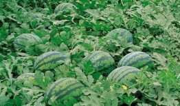 爱丁堡留学吃瓜群,揭秘留学生活那些事儿