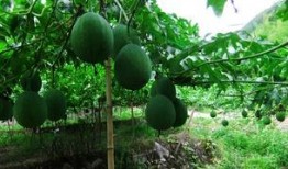 吊瓜适合和什么一起吃