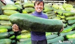 群众吃的瓜是什么瓜,揭秘群众热议的“瓜”之谜