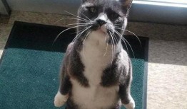 吃瓜猫热吗,吃瓜猫如何应对高温挑战？