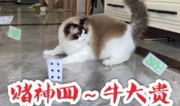 吃瓜猫热吗,吃瓜猫如何应对高温挑战？