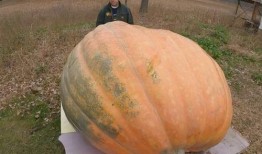 吃瓜吃吐了是什么意思,揭秘“吃瓜吃吐了”的深层含义