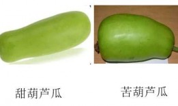 只吃葫芦瓜可以吃的吗,揭秘葫芦瓜的营养与食用价值
