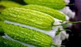 瓜尖孕妇可以吃吗,安全与营养两不误