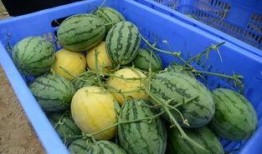 2024在线吃瓜群,揭秘网络热议背后的故事