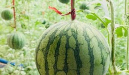 当下吃瓜,最新吃瓜大事件，带你领略明星幕后风云