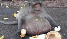 婴猴吃瓜,萌态可掬的童年时光