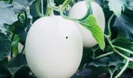 吃瓜云瓜,探寻夏日消暑新潮流