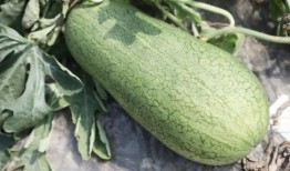 到了吃瓜的季节,畅享清凉吃瓜季