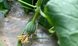 源儿吃瓜,揭秘娱乐圈幕后故事