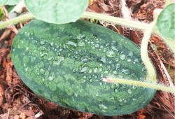 不寻吃瓜全文,一场关于真相与舆论的深度探讨