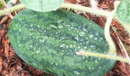 不寻吃瓜全文,一场关于真相与舆论的深度探讨