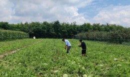 瓜农急寻找吃瓜,共享夏日甜蜜盛宴