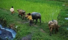 农村吃蜜瓜喂羊,蜜瓜喂羊，共享丰收喜悦