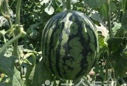 榆林老孟吃瓜,揭秘民间吃瓜文化的魅力与传承