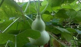 梦见路边摘葫芦吃瓜
