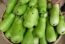 吃的葫芦瓜几种,多样烹饪，尽享田园风味