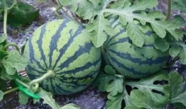 拿着西瓜吃瓜,拿着西瓜吃瓜，尽享清凉时光