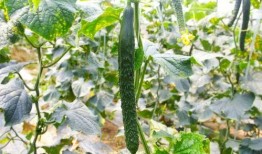 金刺瓜怎么吃,解锁美味新体验