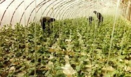 景甜瓜吃瓜群,揭秘明星幕后趣闻，粉丝互动新天地