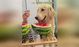 吃瓜被狗抢了,吃瓜被狗抢，一场意外的欢乐闹剧