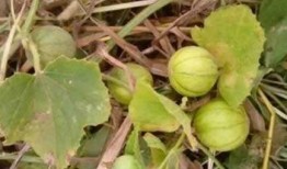 怀孕两个月梦见吃田瓜,两个月孕妈的田瓜奇梦启示