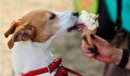 狗狗吃瓜特效制作教程,轻松打造萌宠欢乐瞬间