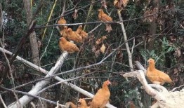 中老年人吃鸡瓜好不好,中老年人食用鸡瓜的益处与注意事项