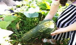 幼儿吃兰瓜行吗,幼儿食用兰瓜的安全性探讨