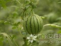 桑树坪吃瓜事件,一场引发热议的网络狂欢