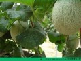 吃瓜了哈密瓜会胖吗