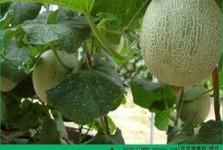 吃瓜了哈密瓜会胖吗