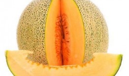 念珠菌可以吃哈密瓜