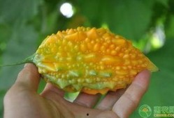 金刺瓜怎么吃,解锁美味新体验