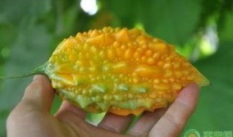 金刺瓜怎么吃,解锁美味新体验