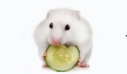 小仓鼠在吃瓜,一场甜蜜的味蕾之旅