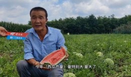 瓜农急寻找吃瓜,共享夏日甜蜜盛宴