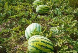 天长市吃瓜,品味夏日田园风情
