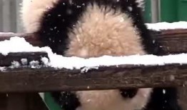 吃瓜小熊打电话,揭秘娱乐圈背后的故事