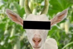 羊吃蜜瓜,蜜瓜盛宴的欢乐时光