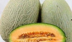 吃瓜了哈密瓜会胖吗
