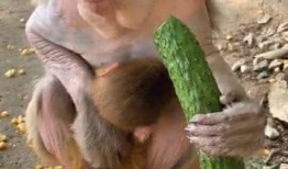 猴子吃瓜玩法,解锁猴子吃瓜的欢乐冒险之旅