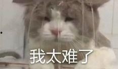 内娱吃瓜表情,揭秘娱乐圈幕后风云