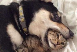 银子二哈吃哈密瓜,银子二哈的哈密瓜盛宴