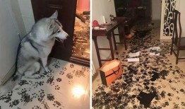 主人带狗吃瓜视频,萌态十足！