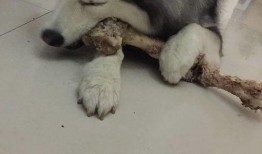 银子二哈吃哈密瓜,银子二哈的哈密瓜盛宴